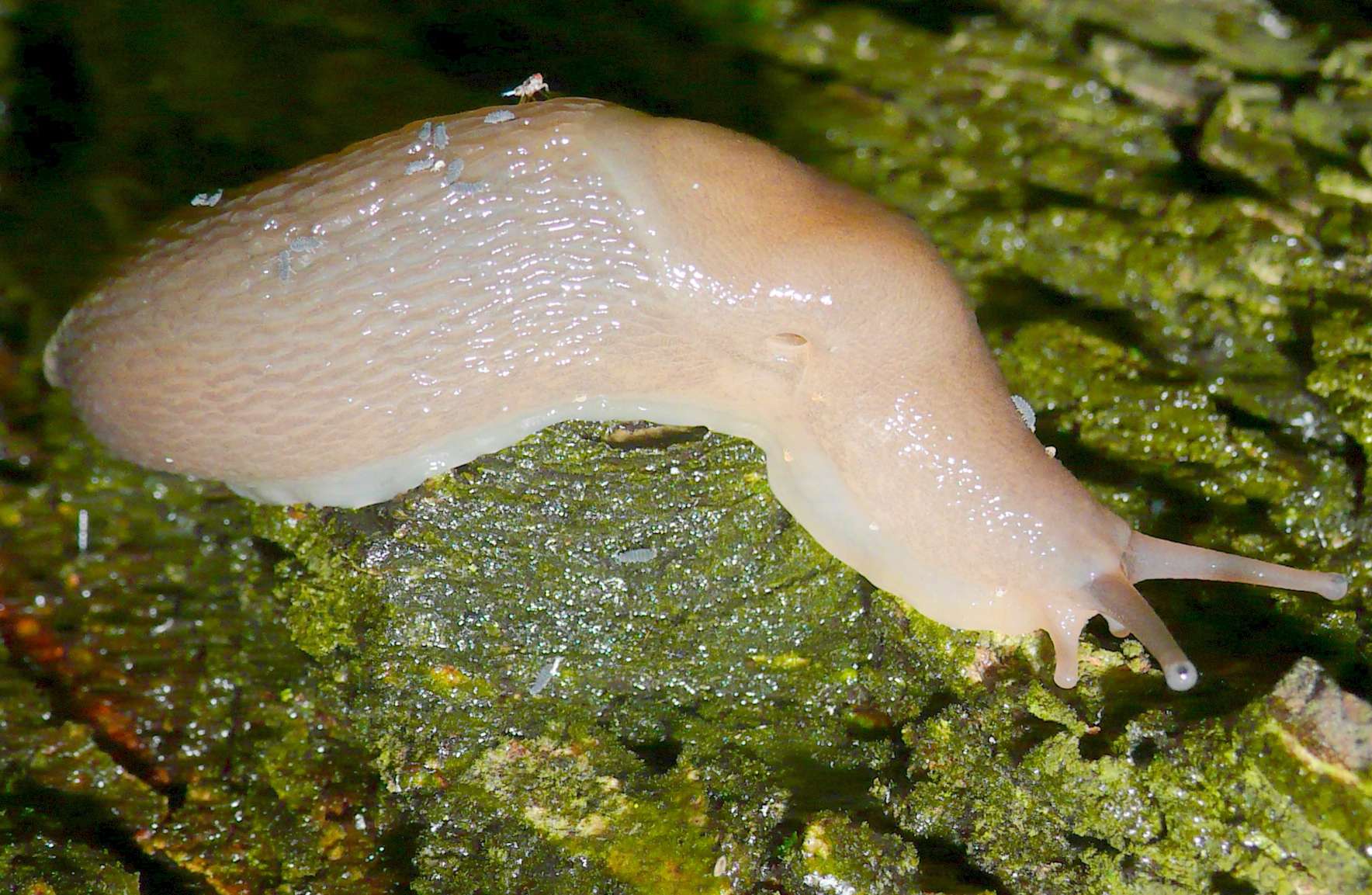 Un Limax con collembole da S. Giovanni in Croce (CR)